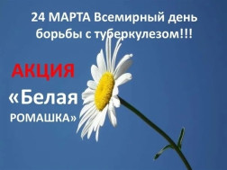 Белая ромашка.